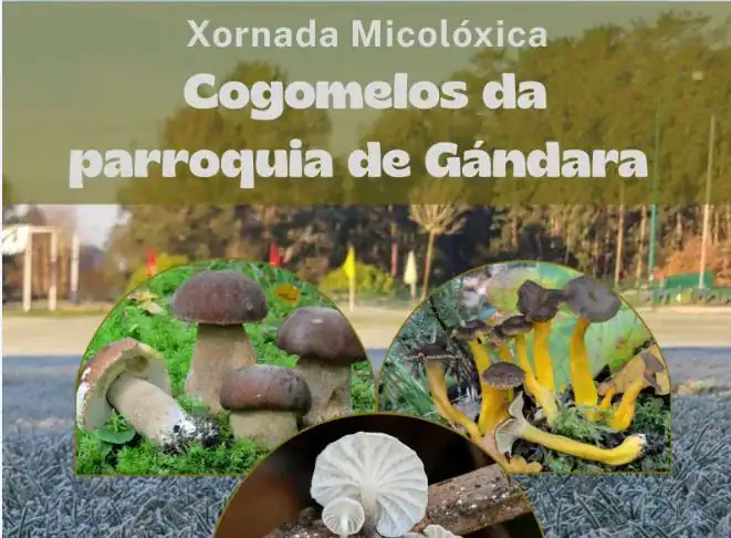 Cartel-Cogomelos-da-Gandara